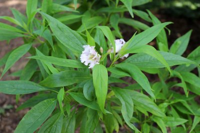 Chitalpa × tashkentensis - chitalpa taškentská - květy